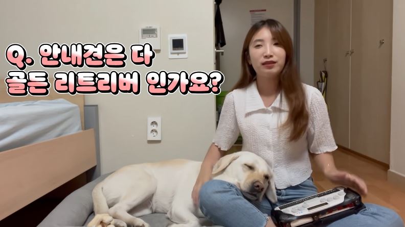 안내견에게 이런 말을 하면 큰일나는 이유. 안내견 TMI 대방출!